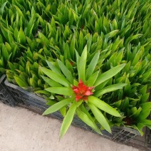 小红星盆花一箱50装，基地直发，价格优惠