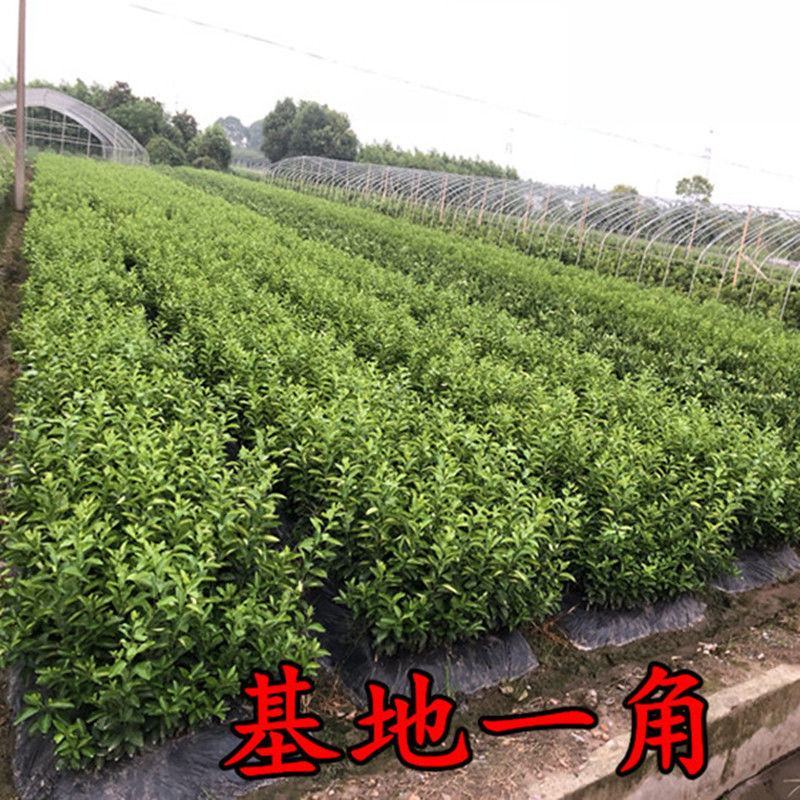 红心柚子树苗大苗当年结果红心蜜柚南方种植白心沙田柚子苗嫁