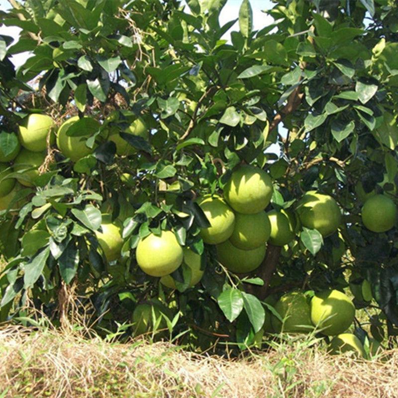 红心柚子树苗大苗当年结果红心蜜柚南方种植白心沙田柚子苗嫁