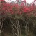 映山红丛生桩，绿化，美化一步到位