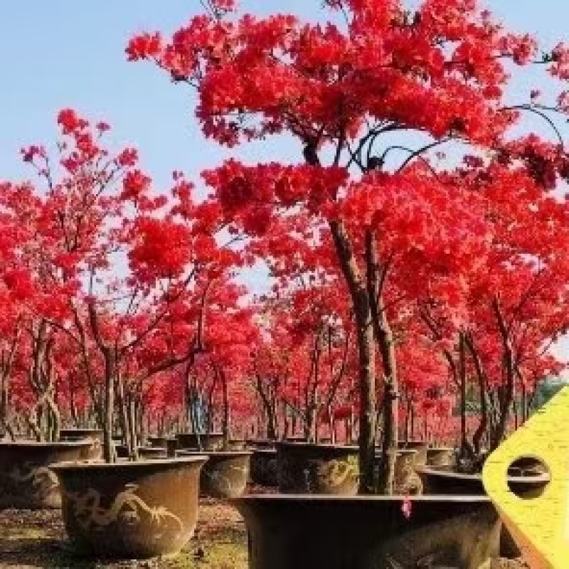 映山红丛生桩，绿化，美化一步到位