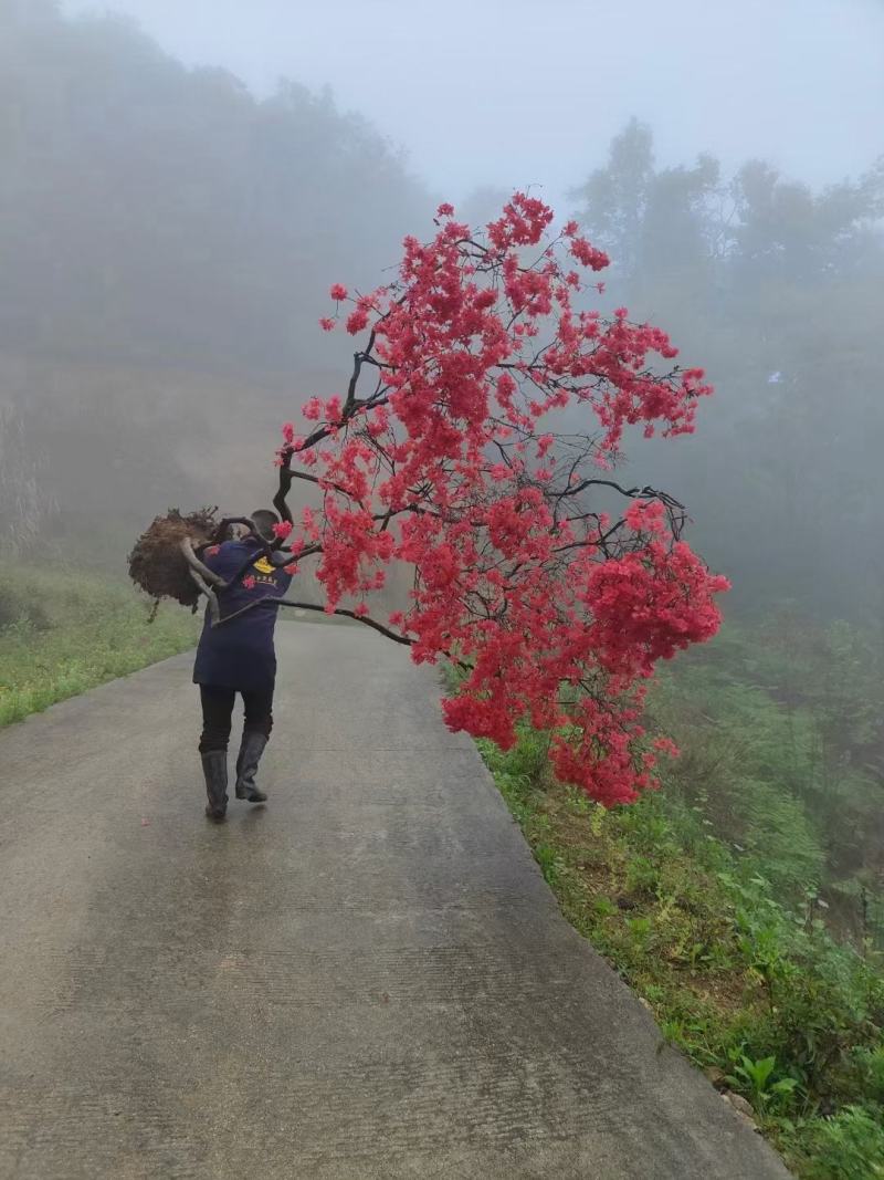 映山红丛生桩，绿化，美化一步到位