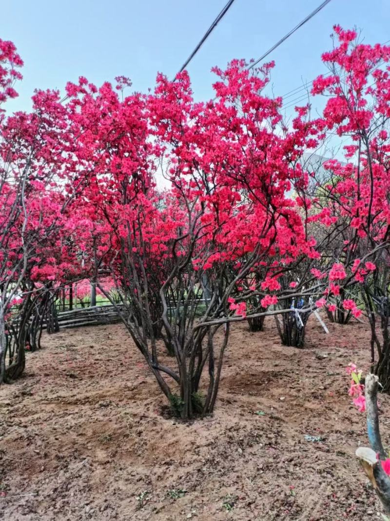 映山红丛生桩，绿化，美化一步到位