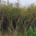 映山红丛生桩，绿化，美化一步到位