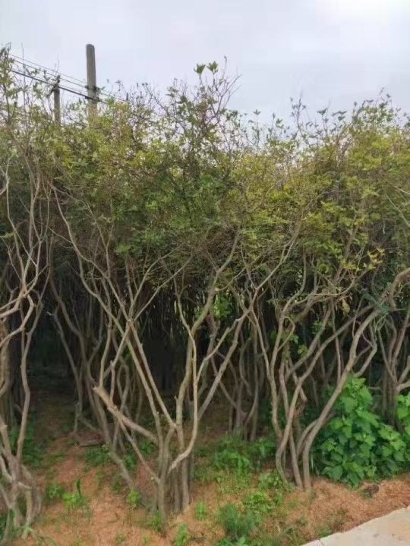 映山红丛生桩，绿化，美化一步到位