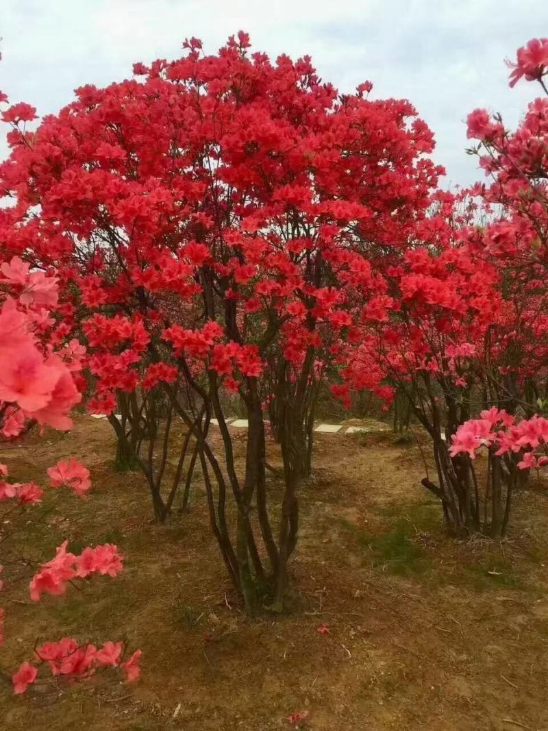 映山红丛生桩，绿化，美化一步到位