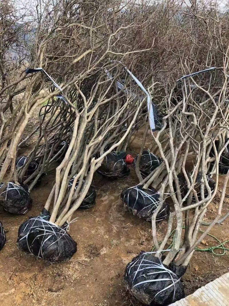 映山红丛生桩，绿化，美化一步到位