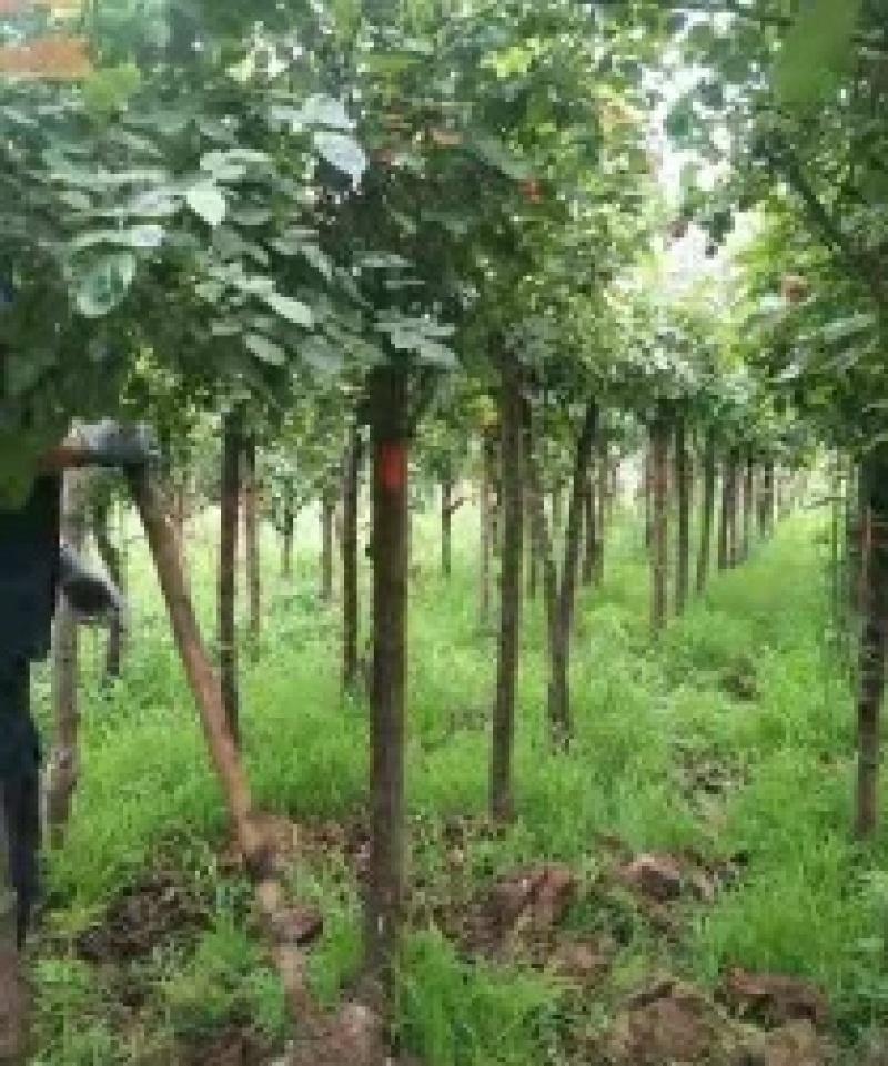 6公分精品树状月季质量有保证！量大从优！