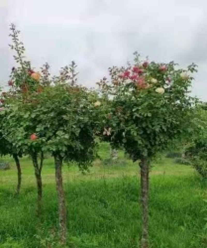 6公分精品树状月季质量有保证！量大从优！