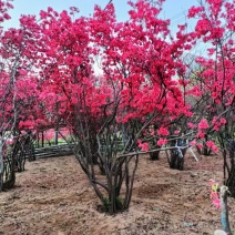 映山红丛生桩，绿化，美化一步到位