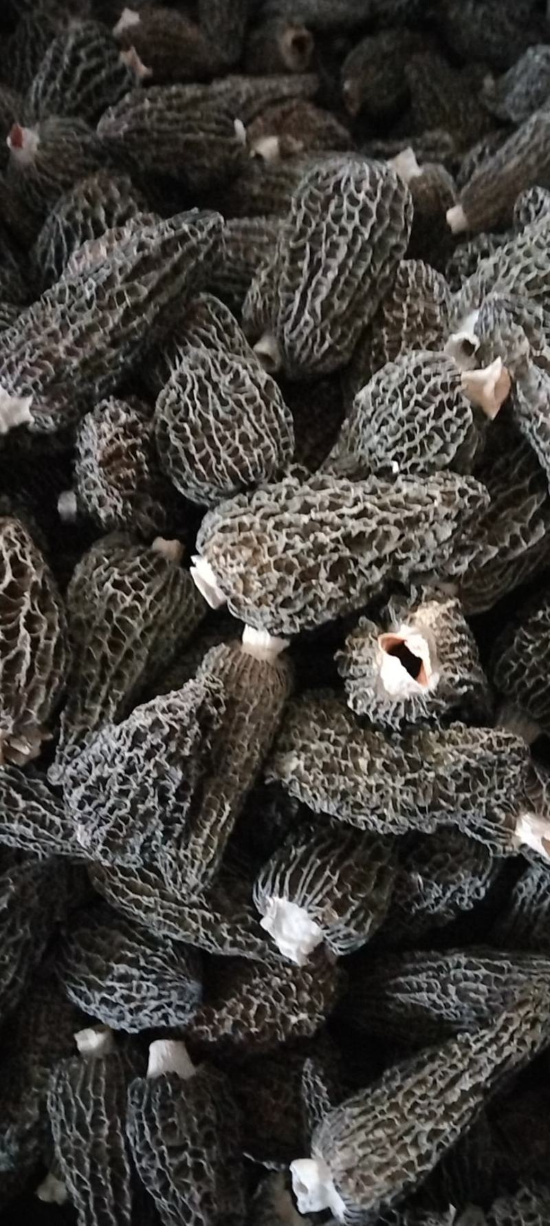 羊肚菌