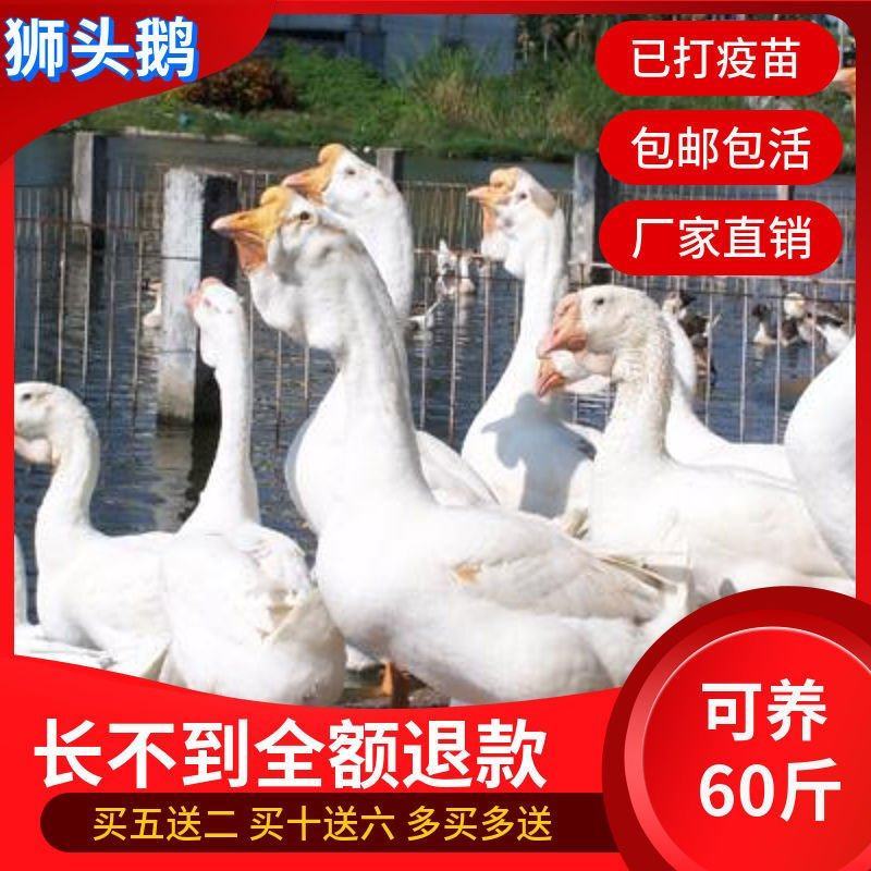 白狮头鹅苗厂家直销常年供应品种纯正免费技术跟踪