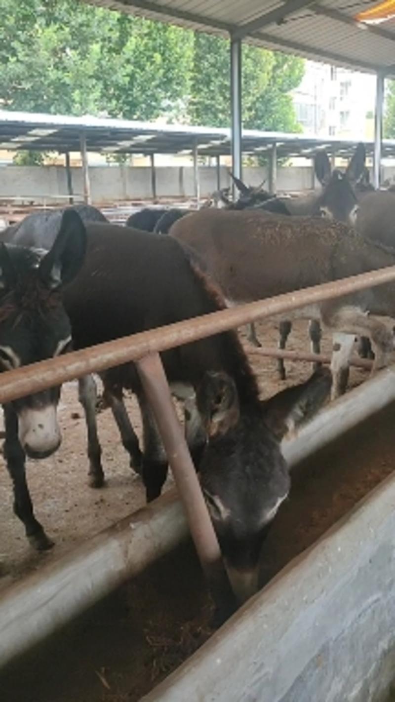 改良肉驴肉驴苗活体成年育肥驴养殖场宠物小毛驴价格