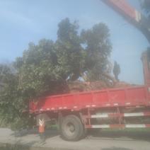 移栽过的大货荔枝树可观树观果感谢老板的支持有需要果树绿化