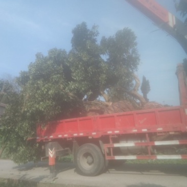 移栽过的大货荔枝树可观树观果感谢老板的支持有需要果树绿化