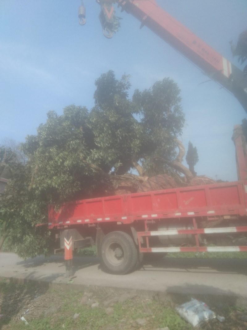 移栽过的大货荔枝树可观树观果感谢老板的支持有需要果树绿化