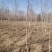 河北3-5公分五角枫数量350000棵基地直供