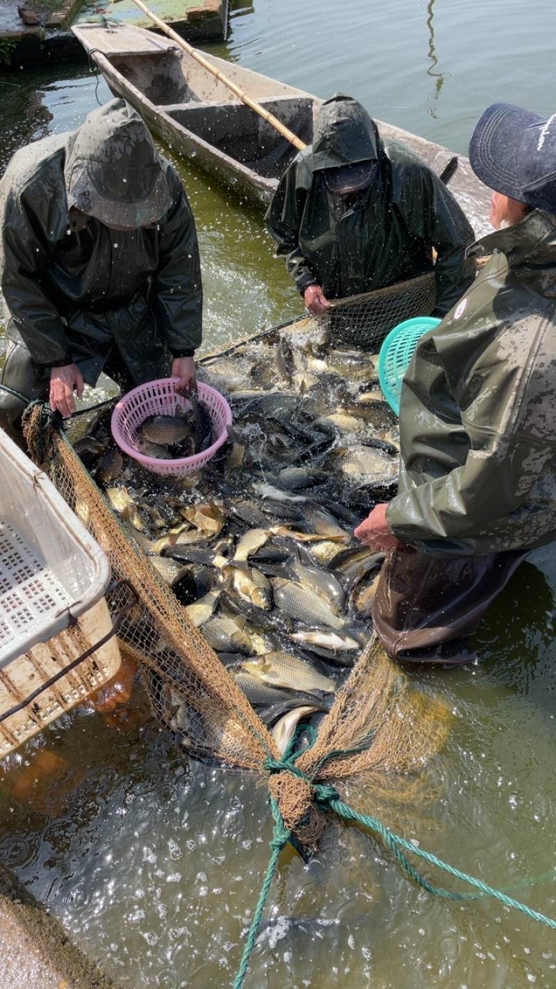 湖南鲫鱼两万斤重规格1斤左右品种湘鲫鲤鲫