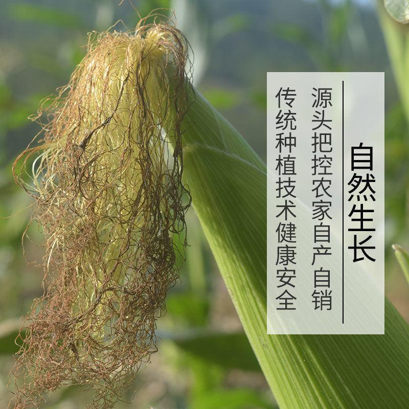 玉米须，产地直供道地药材，药典标准支持线上交易