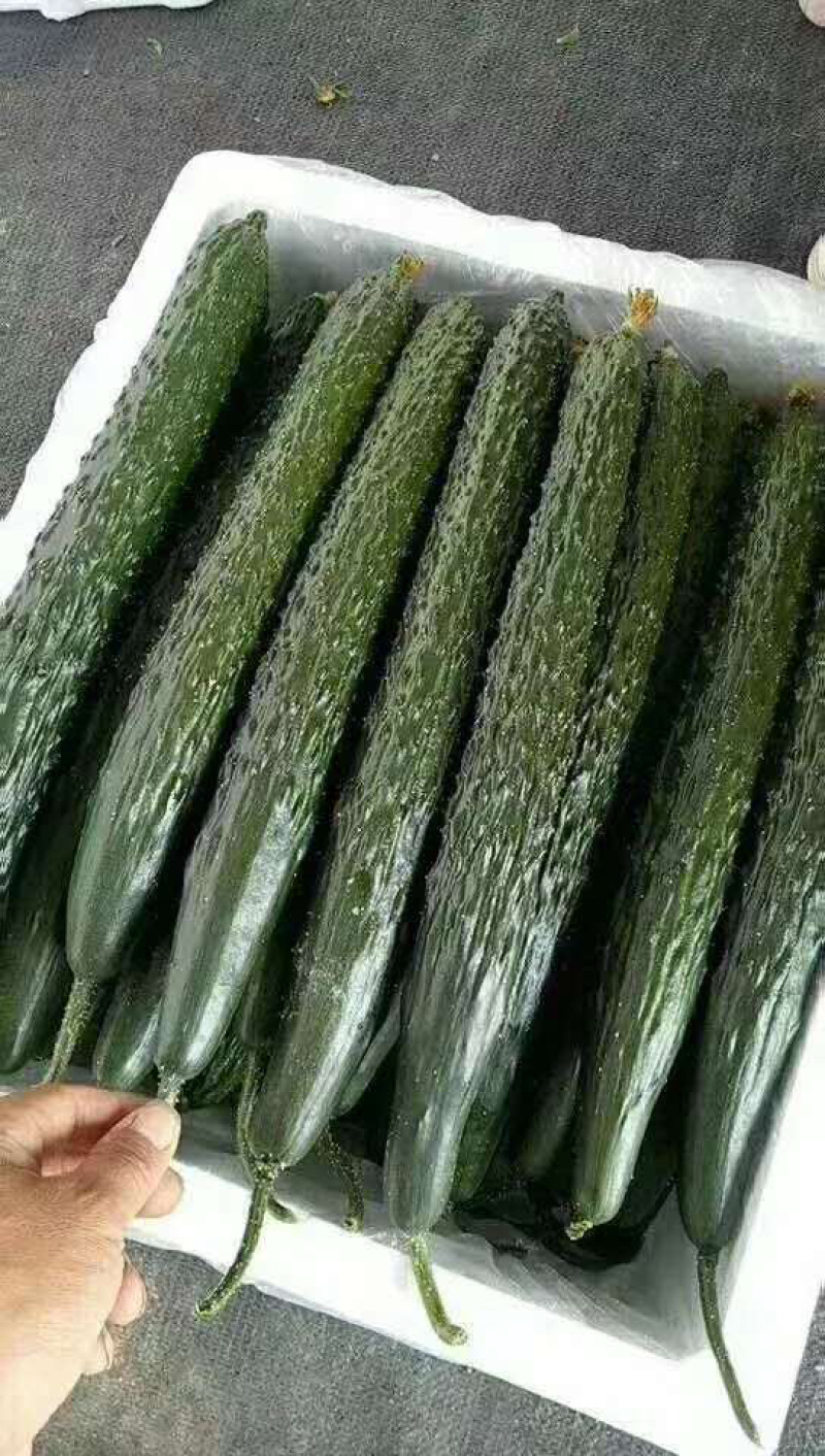 耐热露地黄瓜种子，春夏秋可种，油亮型把子短产量高
