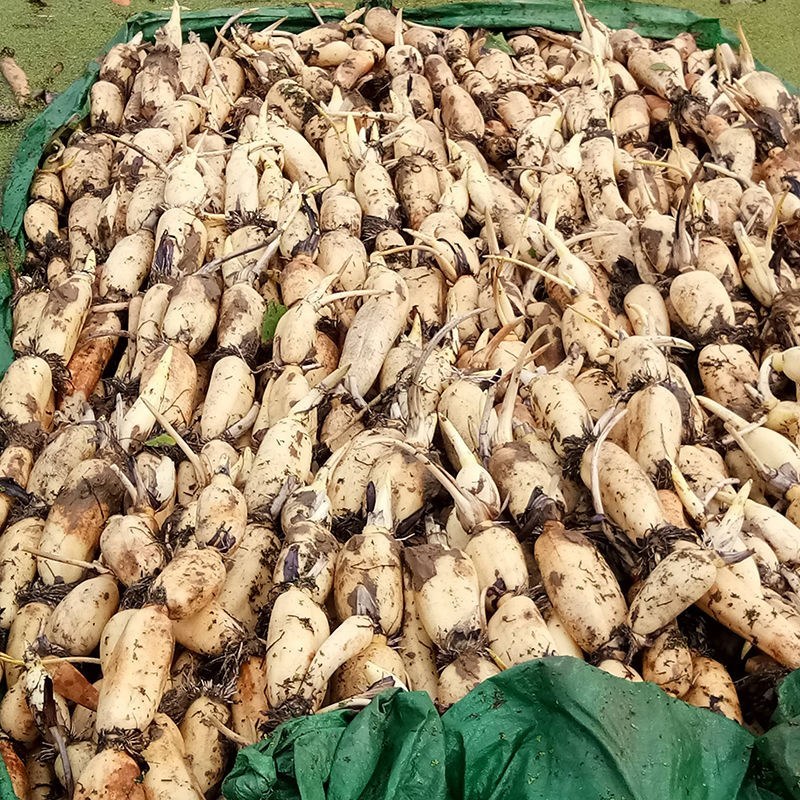 食用莲藕种苗种根池田高产大型蔬菜莲藕荷花苗粉脆籽藕种根苗