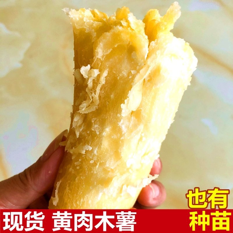 2024年新鲜黄肉木薯大量上市包粉糯可一件代发批发