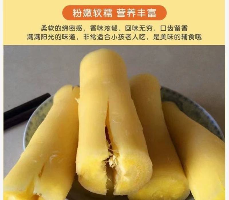 2024年新鲜黄肉木薯大量上市包粉糯可一件代发批发