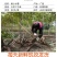 2024年新鲜黄肉木薯大量上市包粉糯可一件代发批发