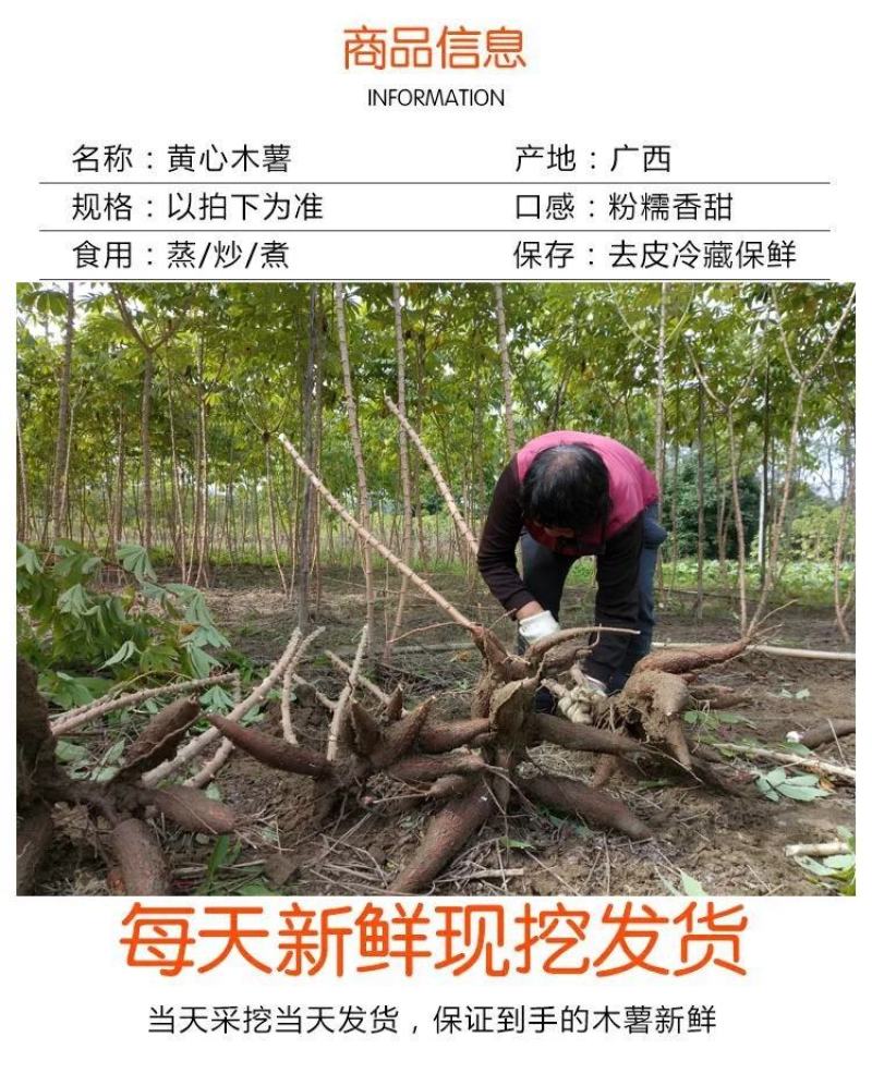 2024年新鲜黄肉木薯大量上市包粉糯可一件代发批发
