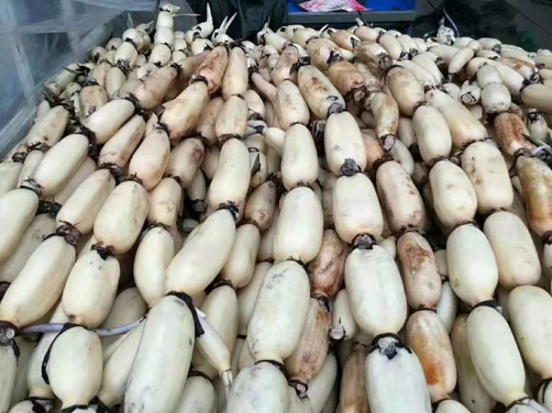 高产食用莲藕种苗深浅水都可种植质量好