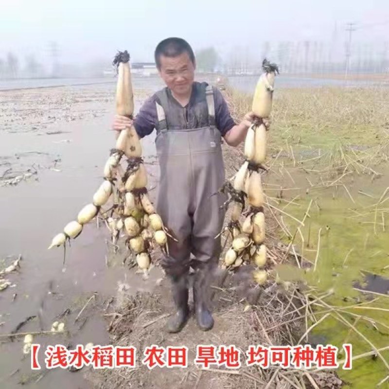 高产食用莲藕种苗深浅水都可种植质量好
