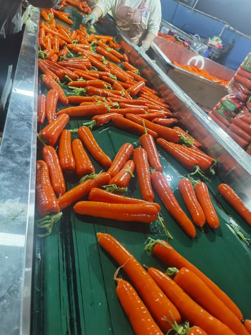 中条