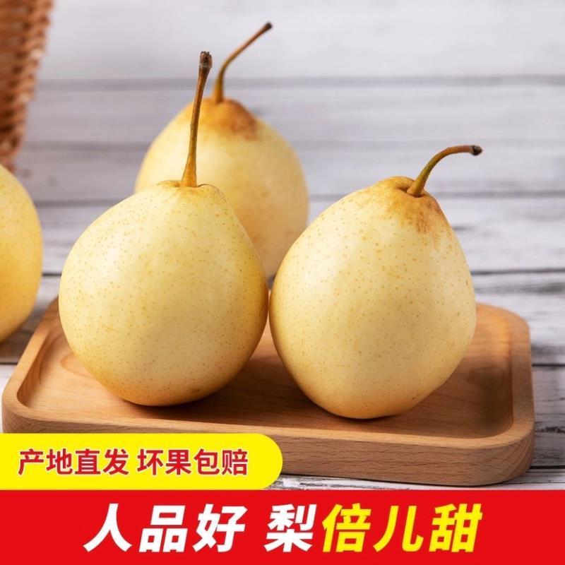 预售河北水晶鸭梨冷库直发规格齐全货好价低质量有保证速联系