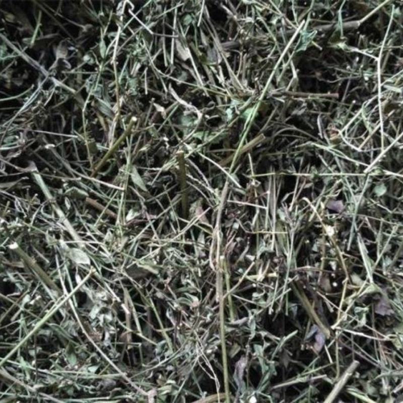 路边菊路边菊路边路边菊路边菊路边菊路边菊马兰草，马兰草