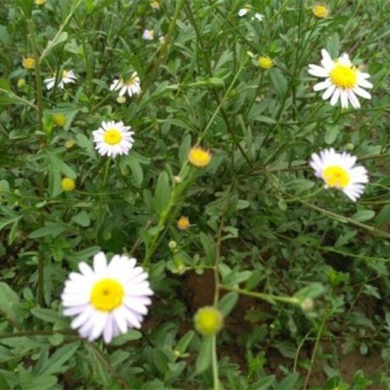 路边菊路边菊路边路边菊路边菊路边菊路边菊马兰草，马兰草