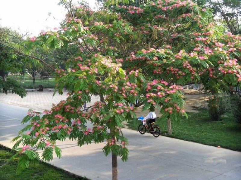 合欢树