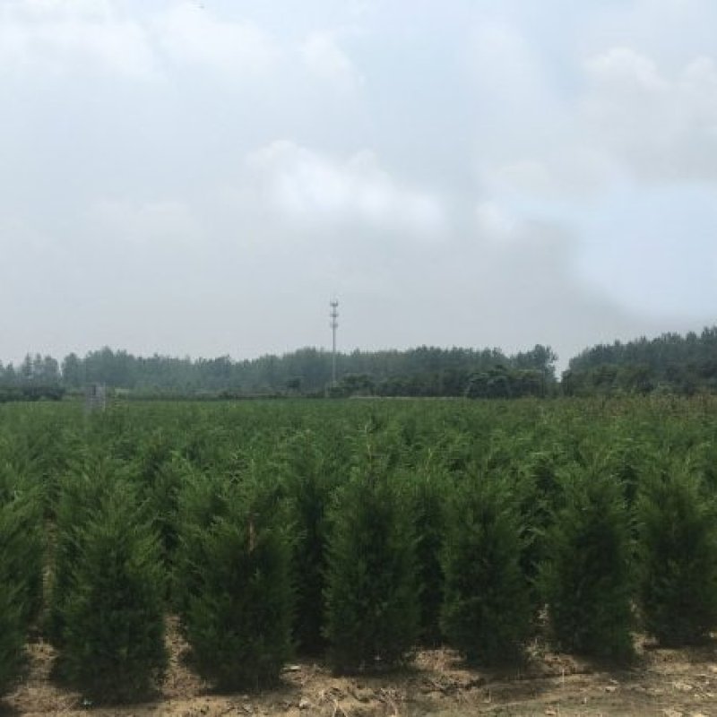 河南桧柏