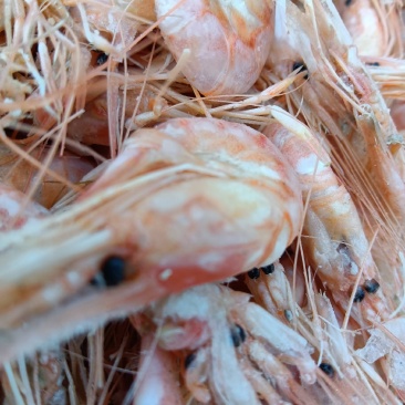 渤海湾特产，籽虾！即食包饺子，炒菜都可以，补铁钙必备