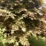 鸡爪槭