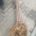 桐柏县淮河源珍稀山野菜珍珠花苗，全国独有育苗基地