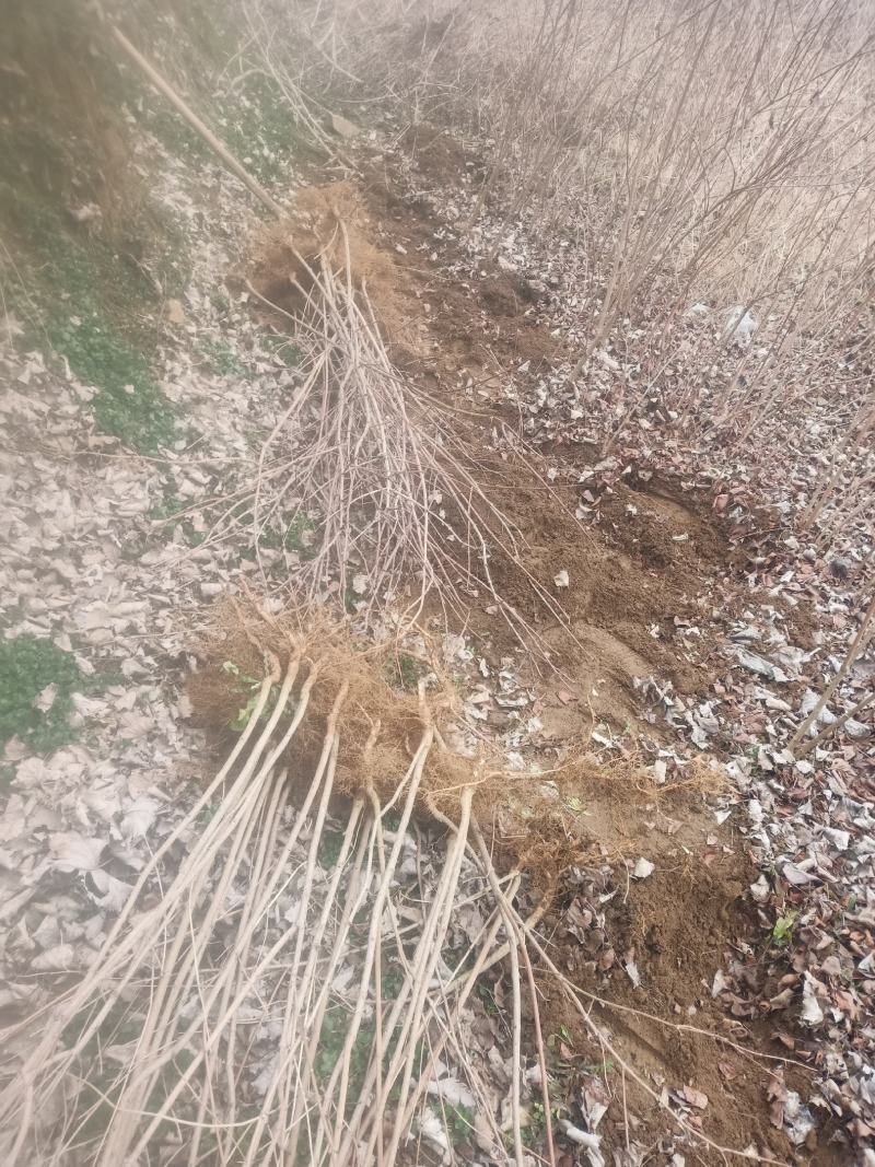 桐柏县淮河源珍稀山野菜珍珠花苗，全国独有育苗基地