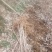 桐柏县淮河源珍稀山野菜珍珠花苗，全国独有育苗基地