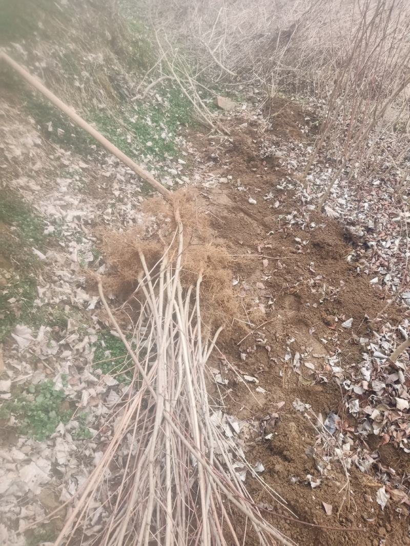桐柏县淮河源珍稀山野菜珍珠花苗，全国独有育苗基地
