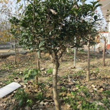 嫁接桂花树