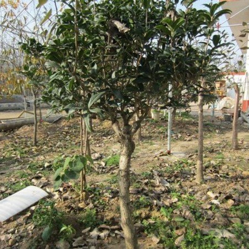 嫁接桂花树