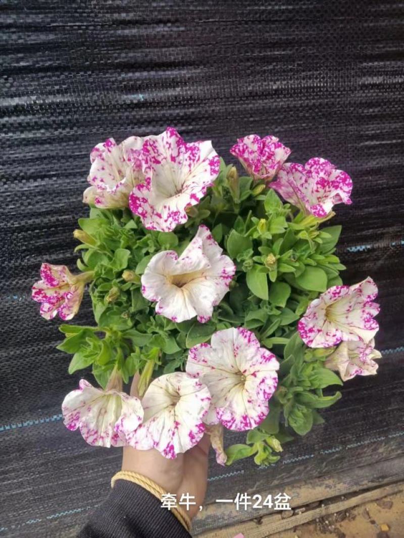 牵牛花混色一箱24盆，颜色搭配非常漂亮基地直发实物实拍图