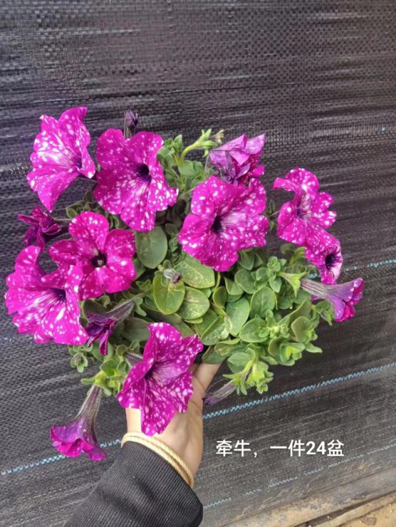 牵牛花混色一箱24盆，颜色搭配非常漂亮基地直发实物实拍图