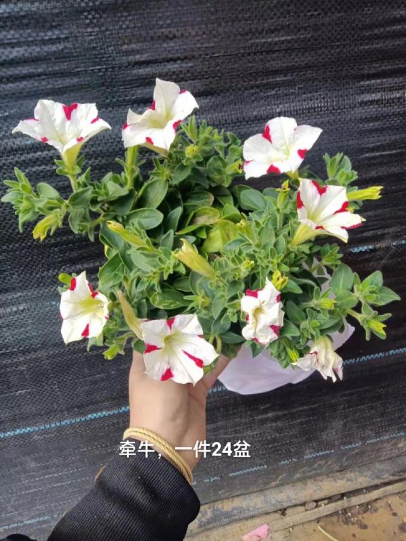 牵牛花混色一箱24盆，颜色搭配非常漂亮基地直发实物实拍图