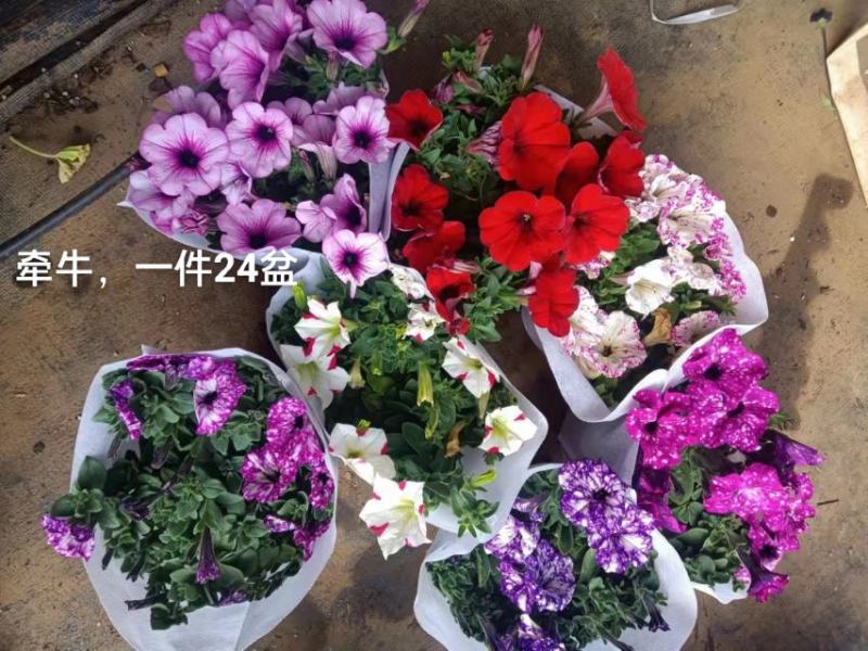 牵牛花混色一箱24盆，颜色搭配非常漂亮基地直发实物实拍图