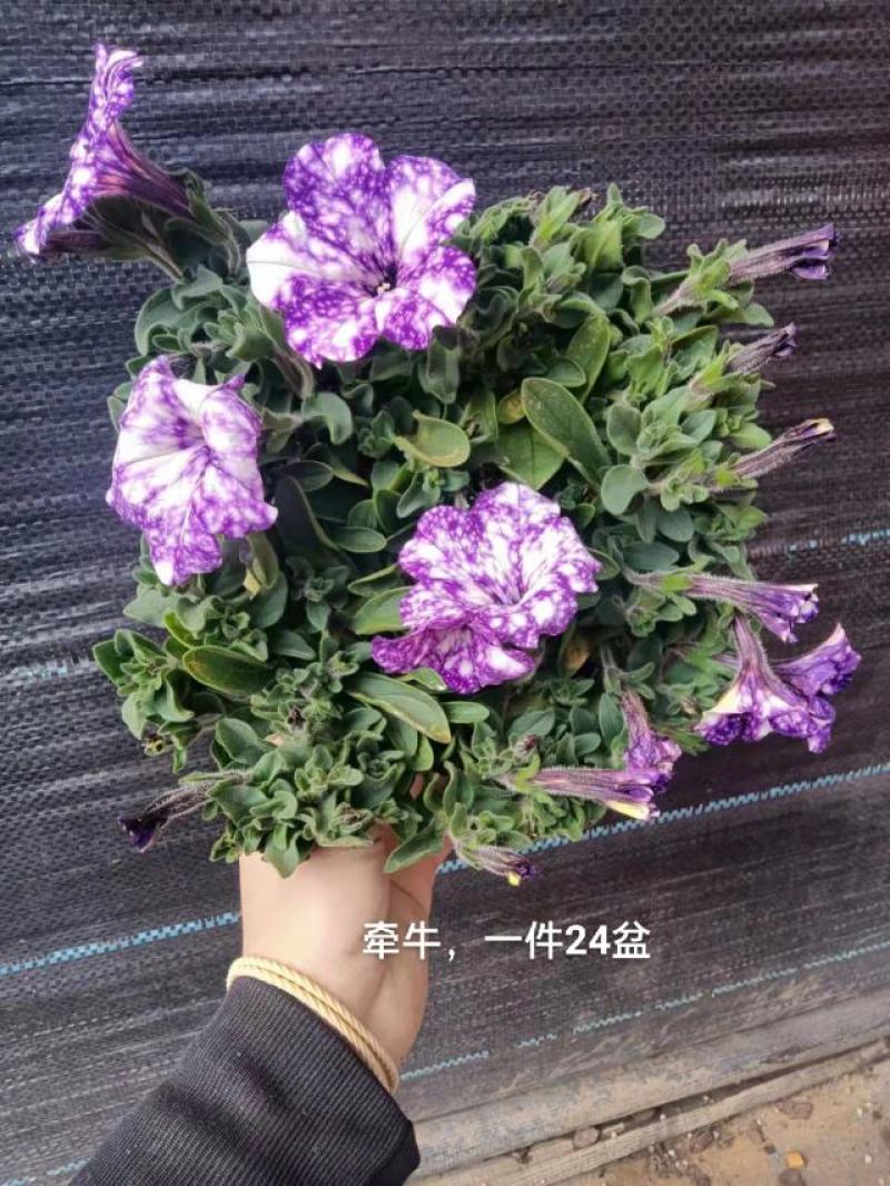 牵牛花混色一箱24盆，颜色搭配非常漂亮基地直发实物实拍图
